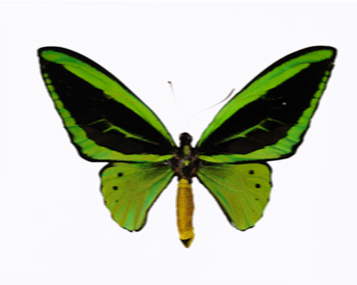 free clip art animated butterflies - photo #4