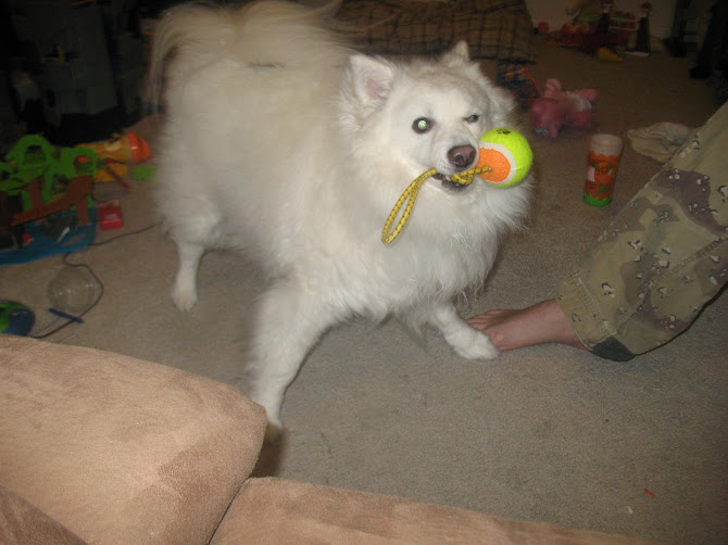 Zack The Dog