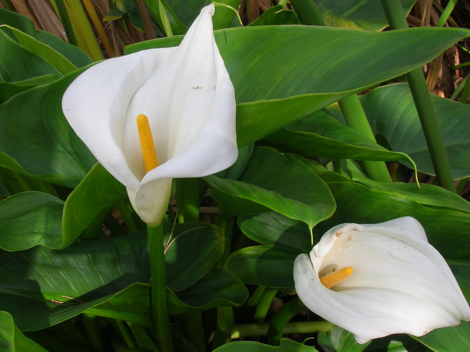 Recregarden ZANTEDESCHIA AETHIOPICA