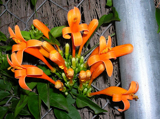 venusta pyrostegia recregarden bignonia ignea