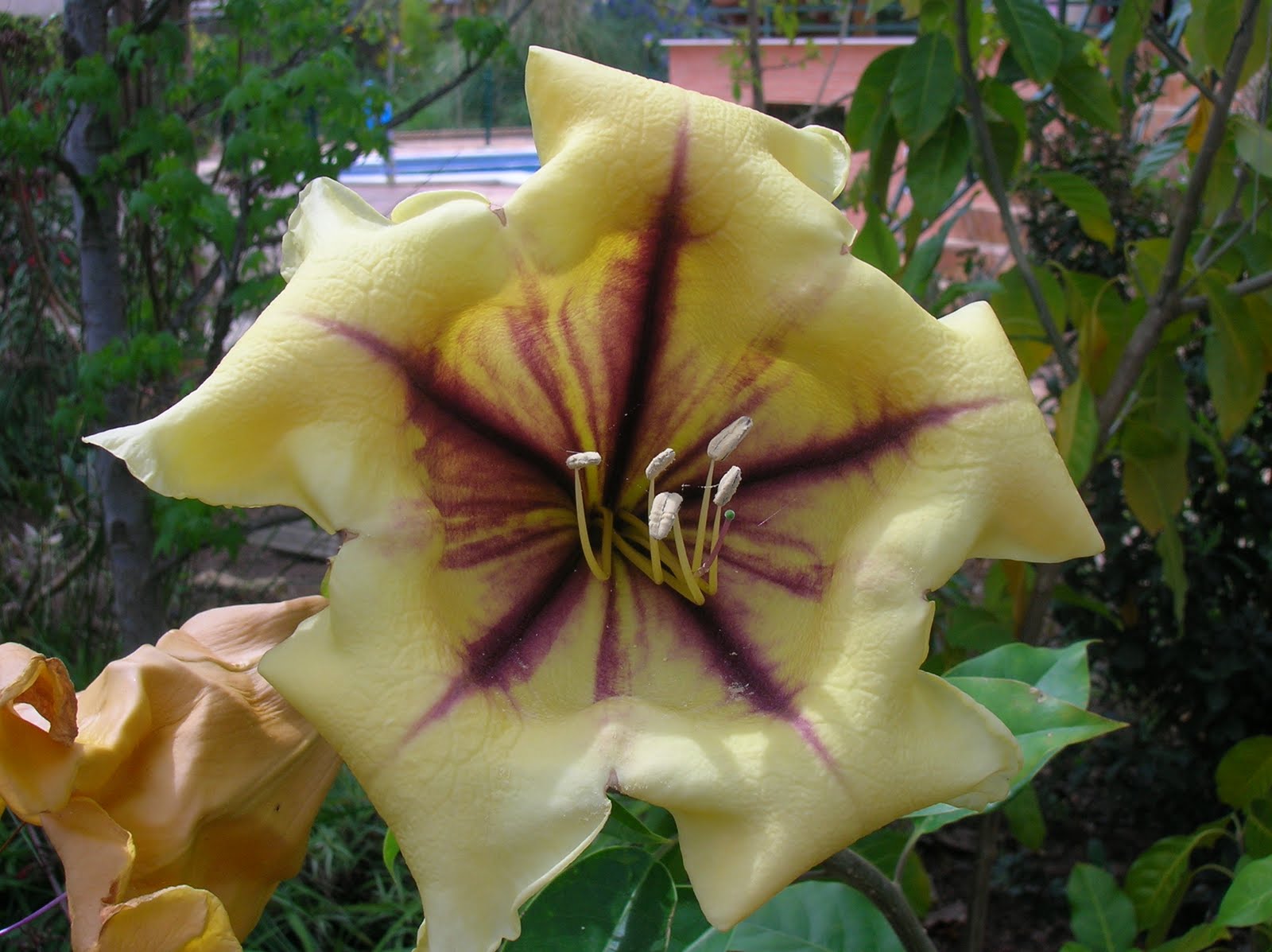 Recregarden: SOLANDRA MAXIMA