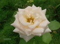 una rosa de mi jardín...