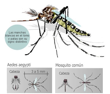 Resultado de imagen para mosquito comun