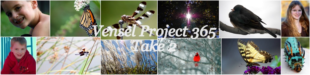 Vensel Project 365 - Take 2