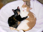 Kitty Love