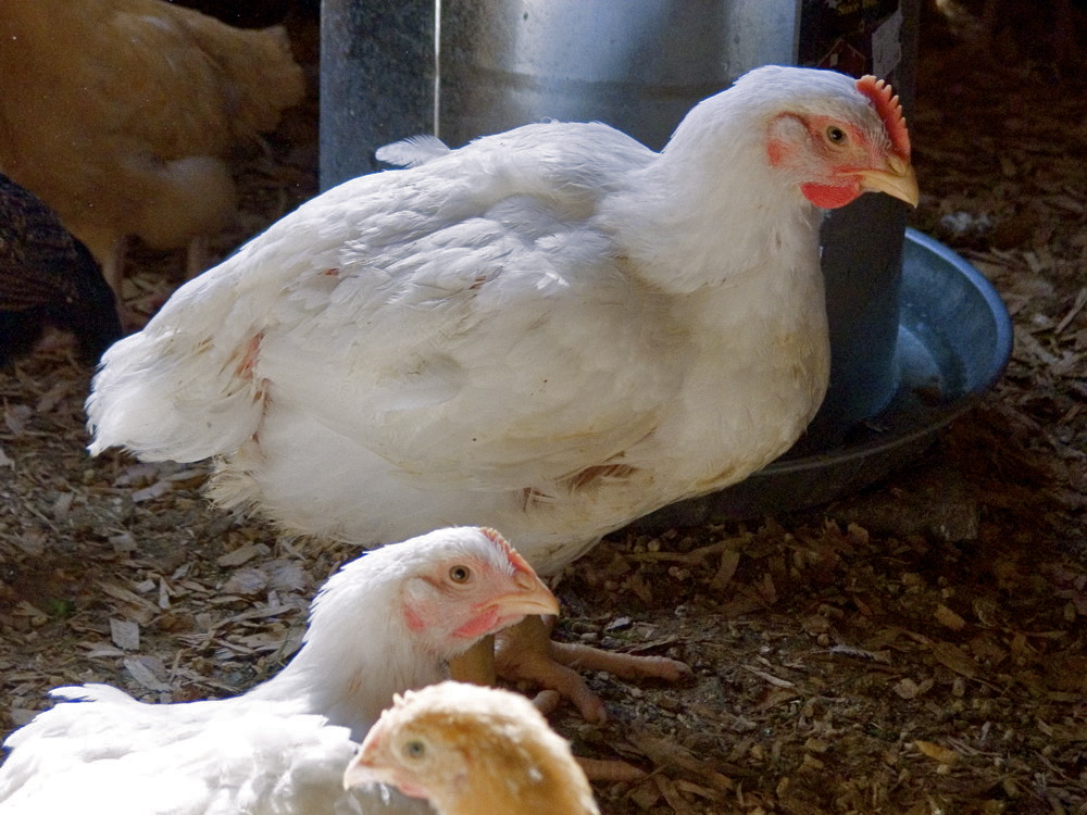 Homestead Revival Selecting Meat Chickens
