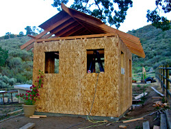 coop chicken update begins construction