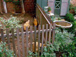 urban homestead fence chicken chicks coop wooden revival pen chickens wire poultry run credit homesteading fencing dresser backyard picket garden
