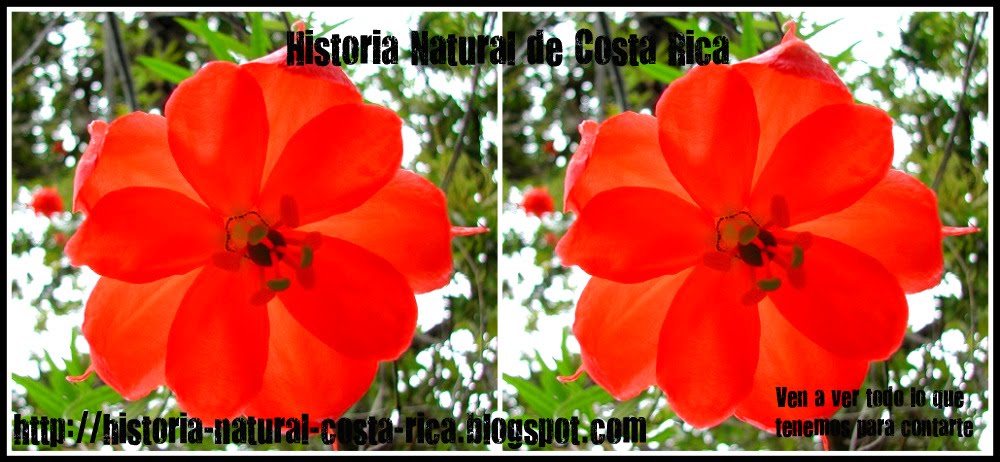 Historia Natural de Costa Rica