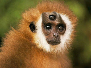 monkeys monkey poisonous dangerous wallpaper primate dean mr posted comments mono hd wallpapers cute