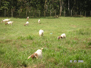 Kambing Boer lepas meragut