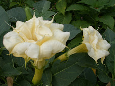 Datura at Zilker...