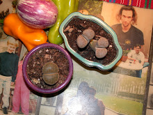 Lovely Lithops