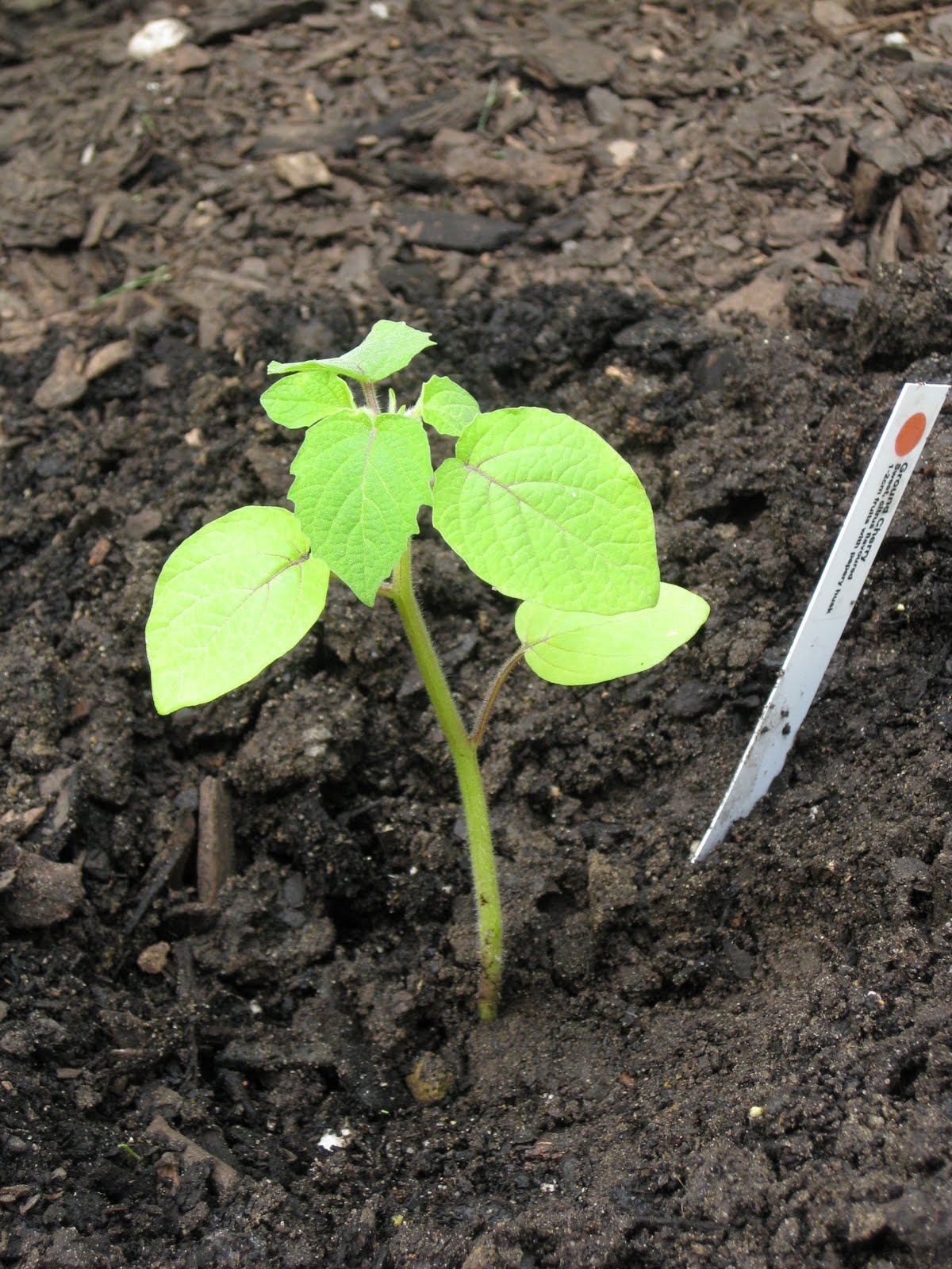 If Music be the Food of Love, Play On May 2010