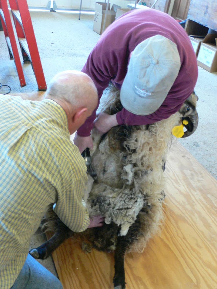 Ewe & I Farm Beginning sheep shearing school
