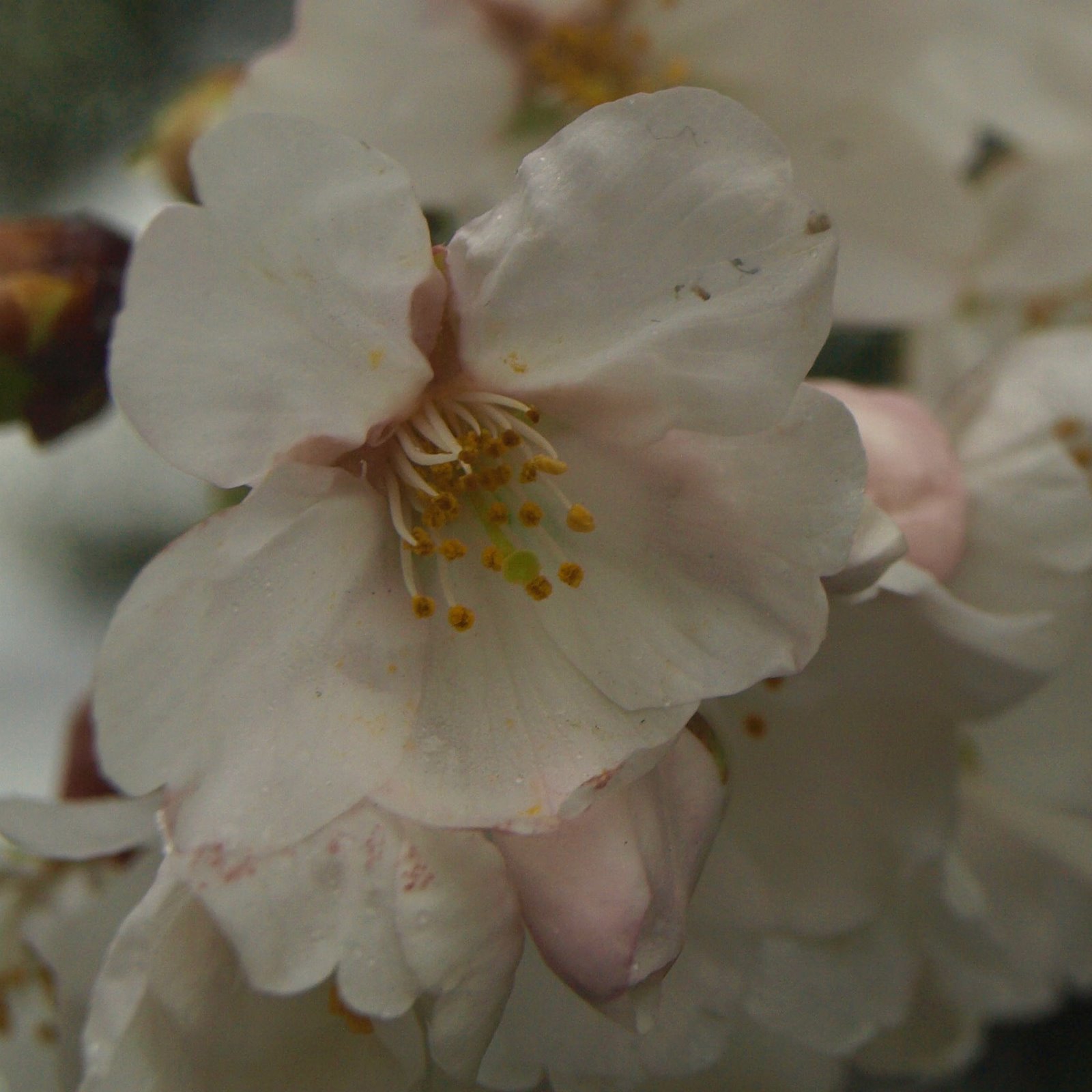 [Cherry+Blossom.jpg]