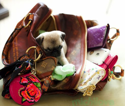 Juicy Dog Couture: The Louis Vuitton Pug