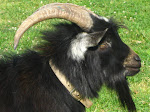 This Is Cookie, The King Of The Herd