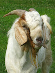 Pete Our Boer Buck
