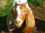 Cassidy, The Sweetest Mother We've Had
