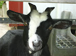 Katrina, A Very Special Baby Girl Born On Our Farm