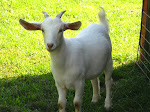 Charlotte, Our Very First Boer Baby Ever Born On This Farm