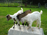 "Come on Brownie, we almost got her down! Push, push, push!!!"