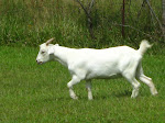 "Must Be Very Quick...But Dainty! Must get to that patch of grass before the others do!"
