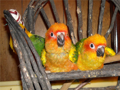 Staring at Birds and Goats: Staring at Birds - Sun Conures