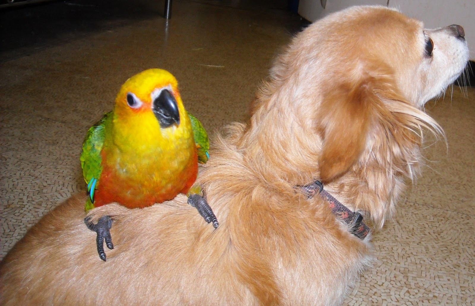 Staring at Birds and Goats: Staring at Birds - Jenday Conures