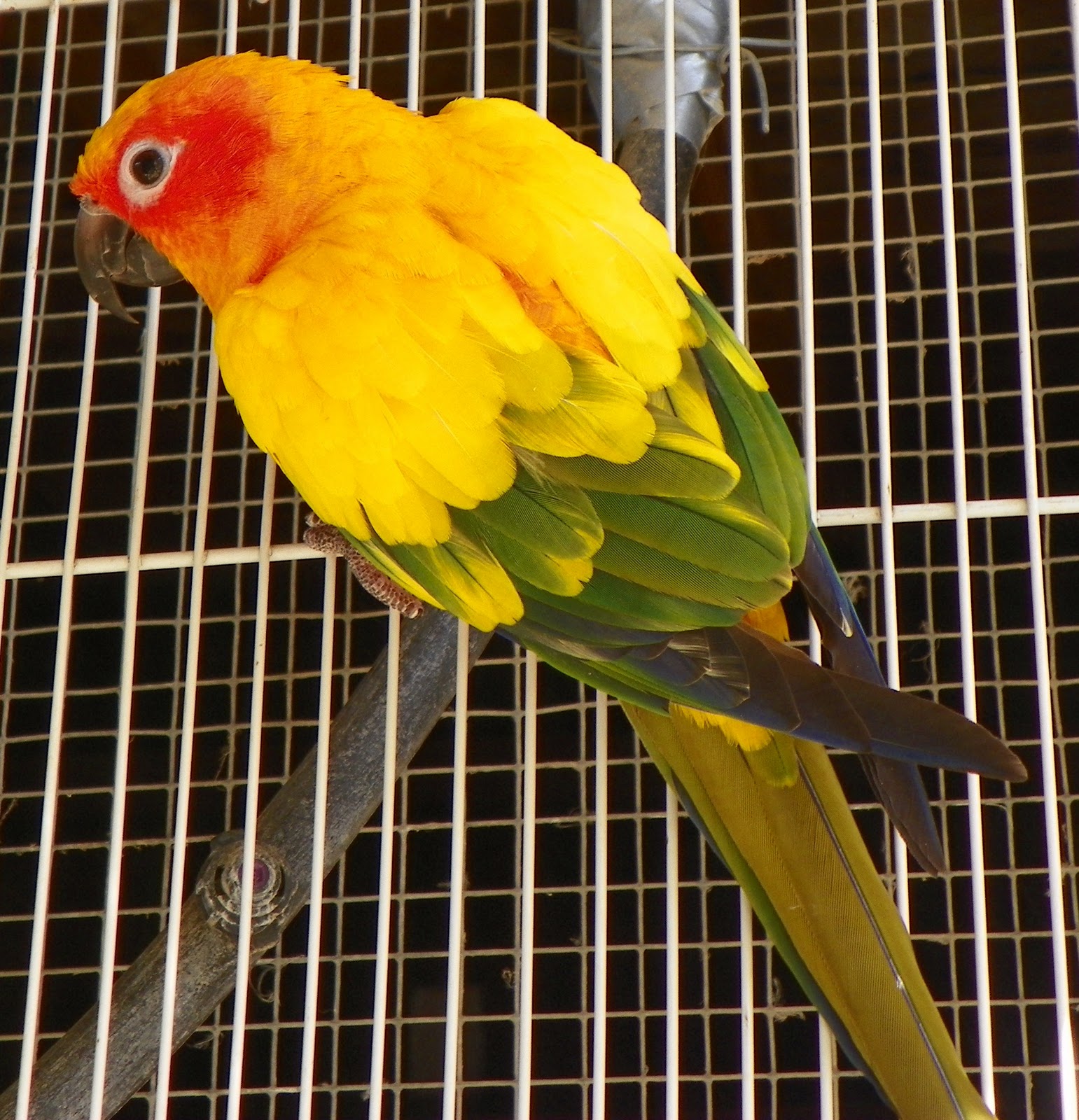 Staring at Birds and Goats: Staring at Birds - Sun Conures