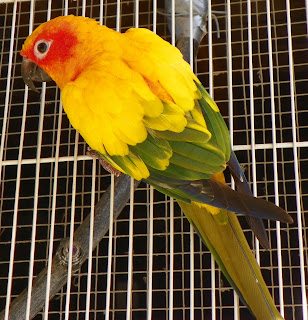 Staring at Birds and Goats: Staring at Birds - Sun Conures