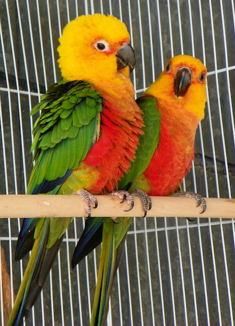 Staring at Birds and Goats: Staring at Birds - Jenday Conures