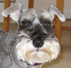 My Miniature Schnauzer