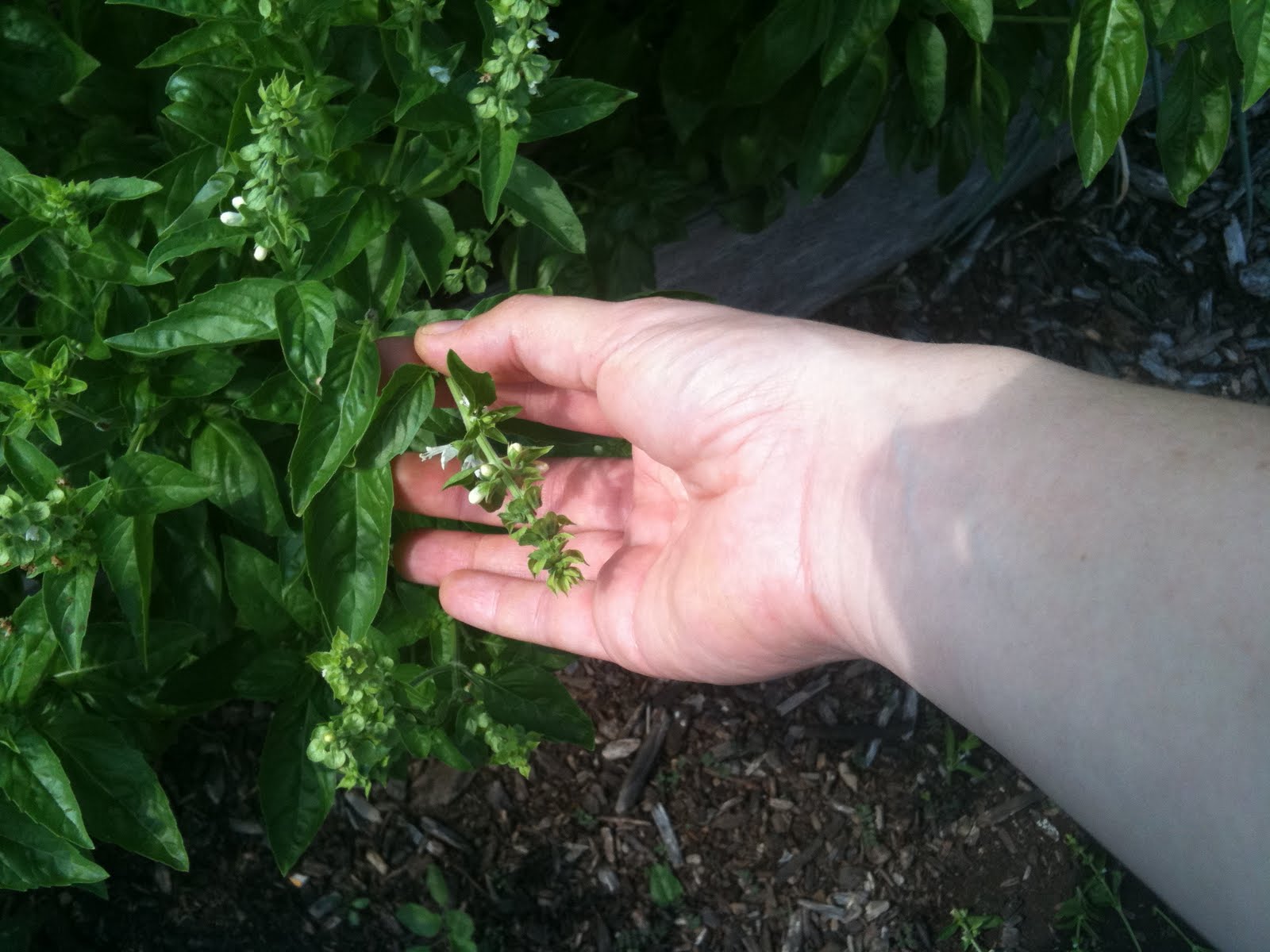 Inspired Content In the Garden Deadheading Basil