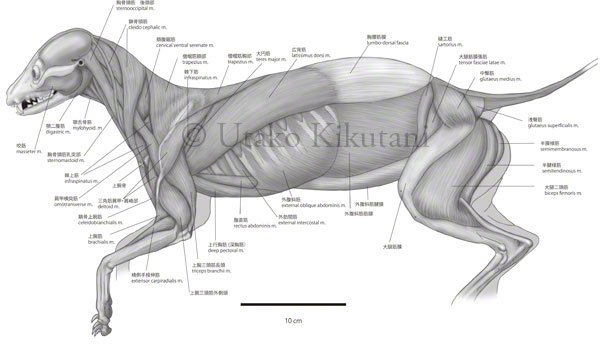 Utako Kikutani Illustration (English): January 2008