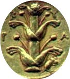 [silphiummoneda.jpg]