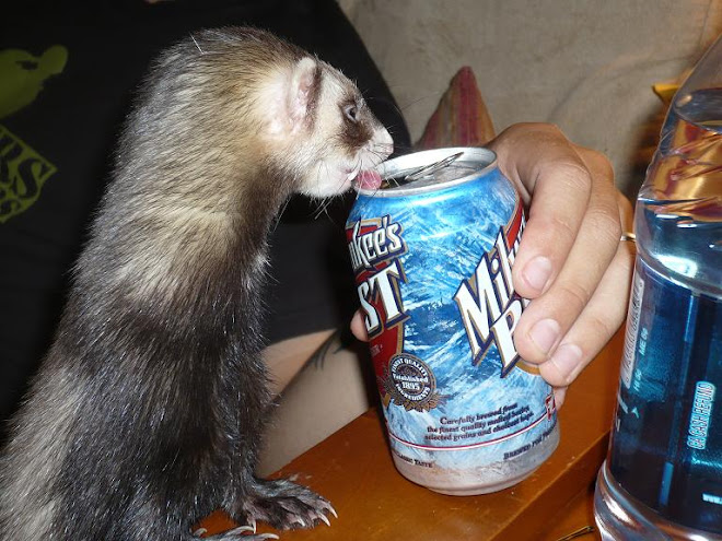 Way Cool Ferrets