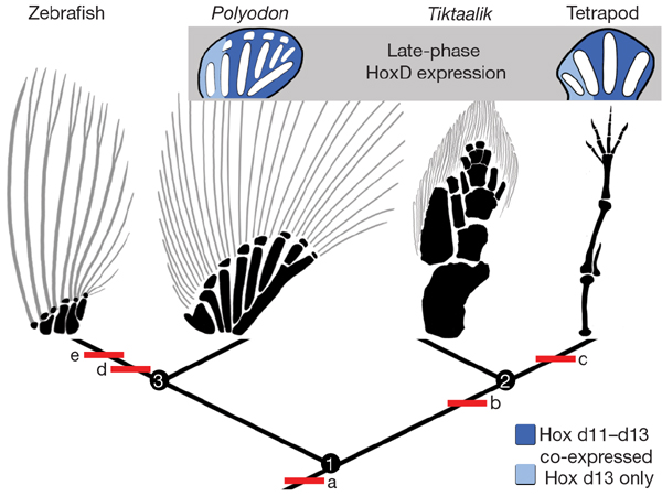 [nature05838-f4.2.jpg]