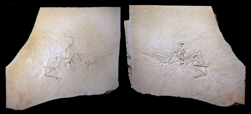 [Munich_archaeopteryx_slabs-copyright_Mick_Ellison&AMNH_2009.jpg]
