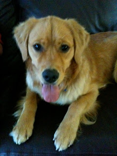D-O-G, My D-O-G
