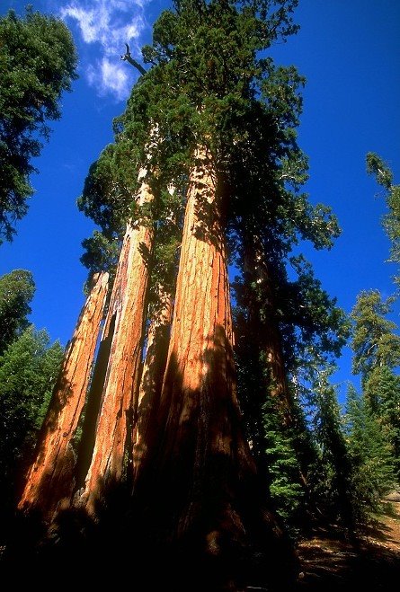 [redwood_sequoia.jpg]