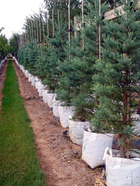 [Sequoiadendron-giganteum-Gl.jpg]
