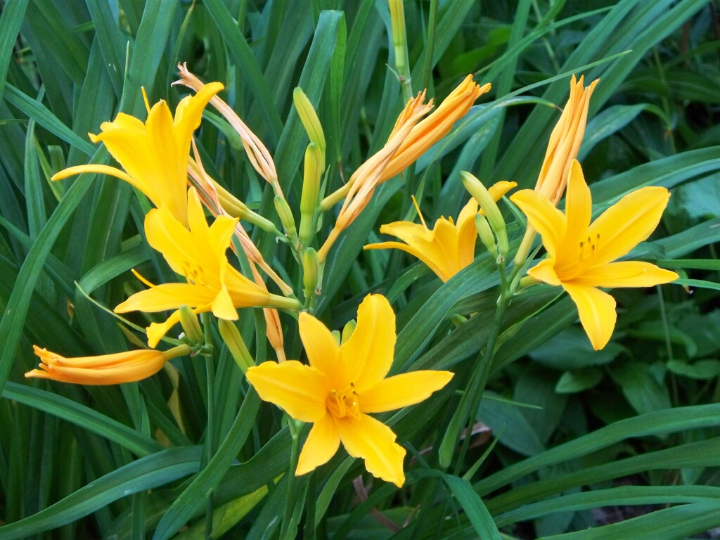 Orange explains it all day lilies have begun opening