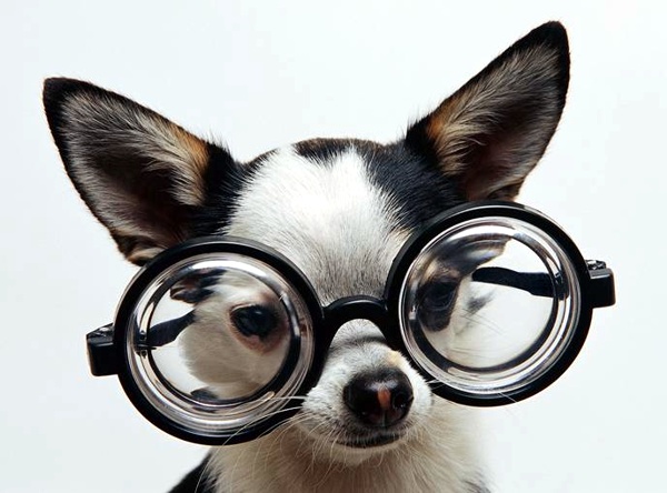 Meu cão esperto Clearance