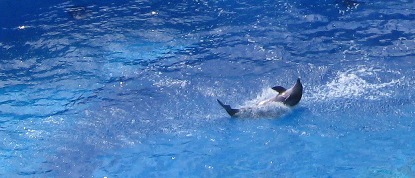 [Dolphin_splash.jpg]