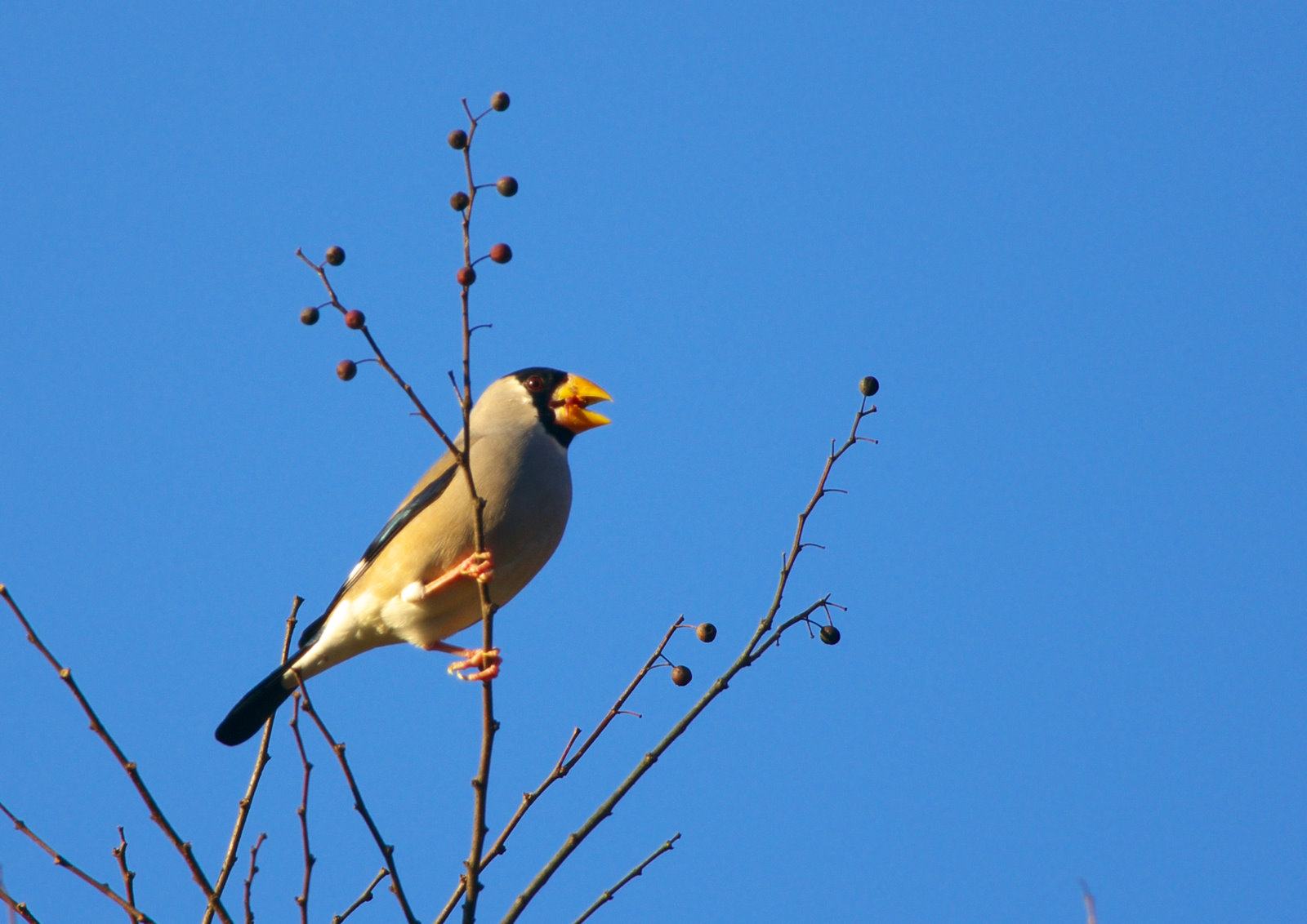 トラの種類 - シベリアトラ