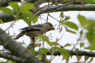 愛か反感か?カナリアはくちばしでそれを示します