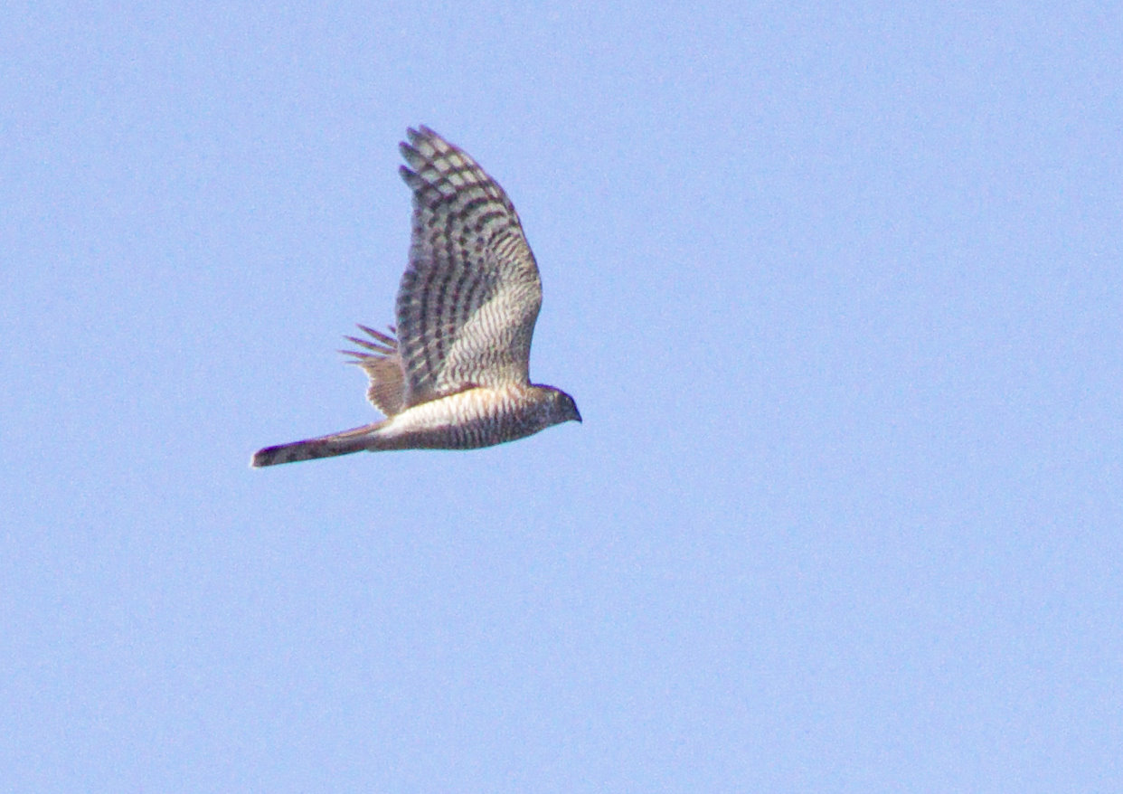 ヘキサファミリー:両手に6本の指を持つ14人の親戚がワールドカップパーティーを計画