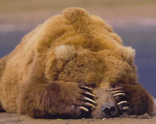 VIEW Grolar Bears Are Global Warning view-grolar-bears-are-global-warning
